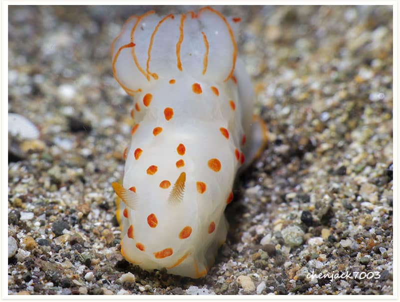 Gymnodoris-ceylonica