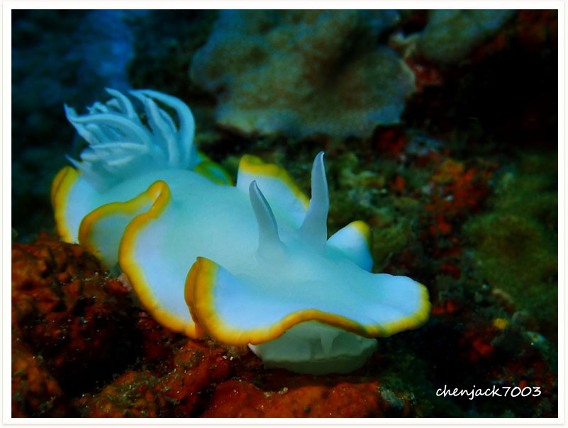 Ardeadoris egretta