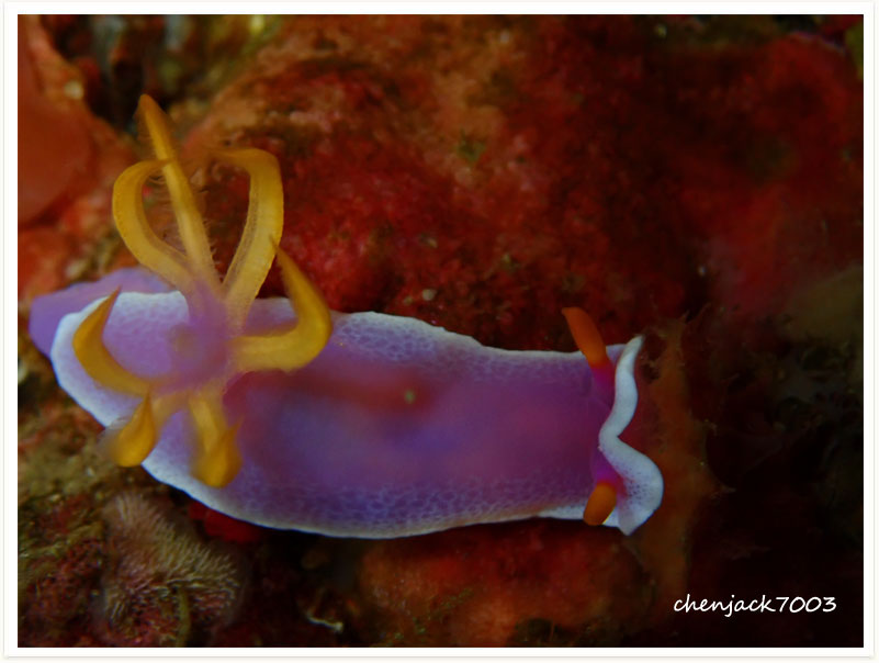 Hypselodoris apolegma