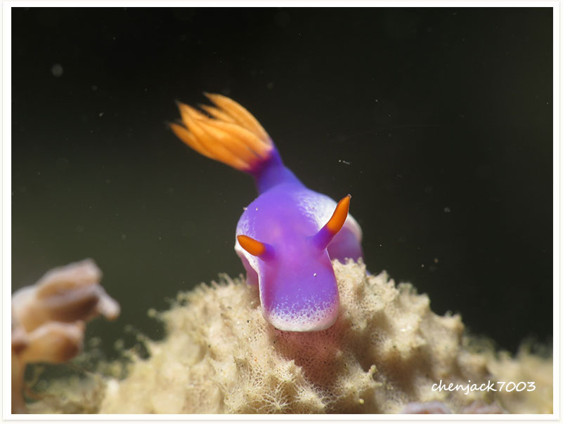 Hypselodoris apolegma