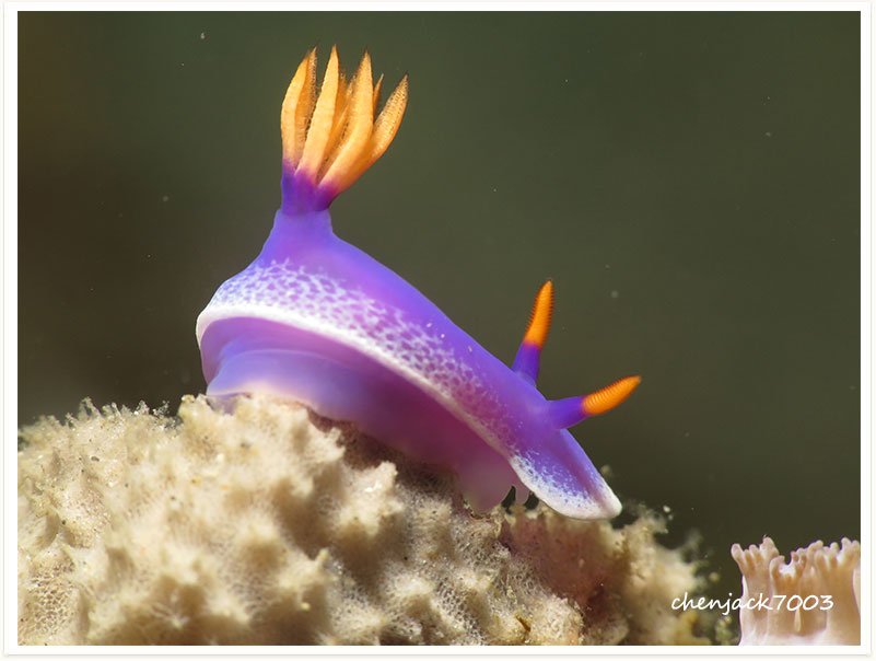 Hypselodoris apolegma