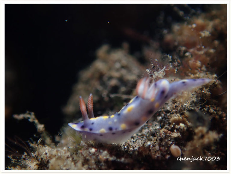 Hypselodoris infucata