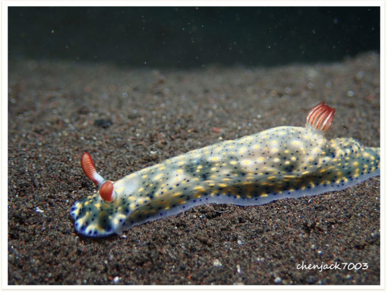 Hypselodoris infucata