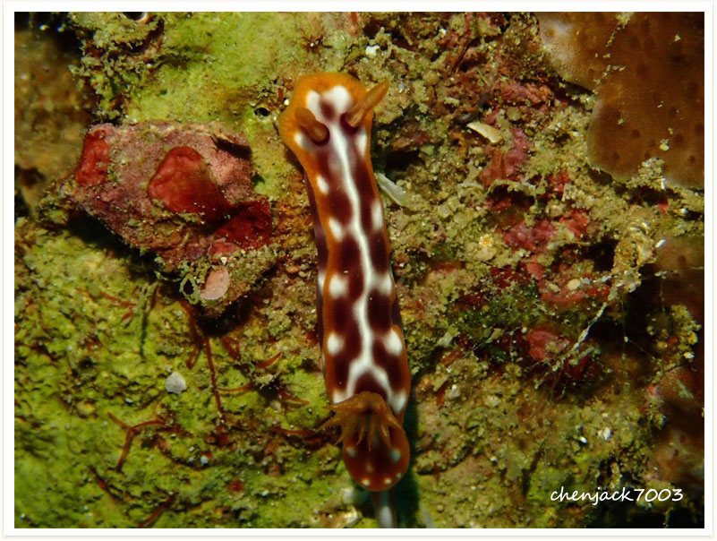 Hypselodoris purpureomaculosa