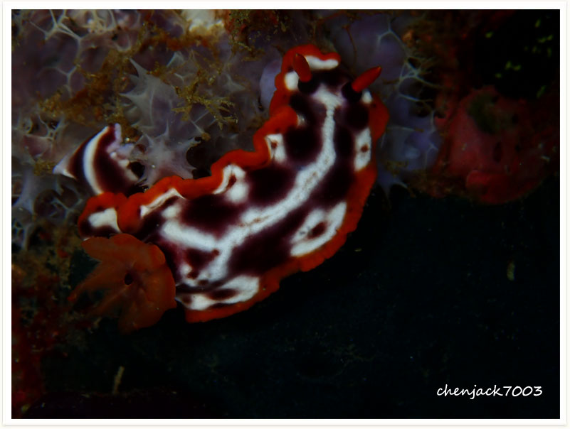 Hypselodoris purpureomaculosa