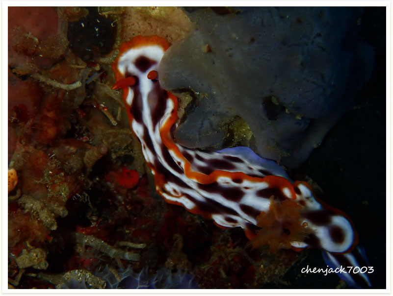 Hypselodoris purpureomaculosa