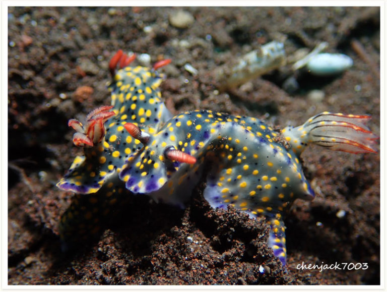 Hypselodoris roo