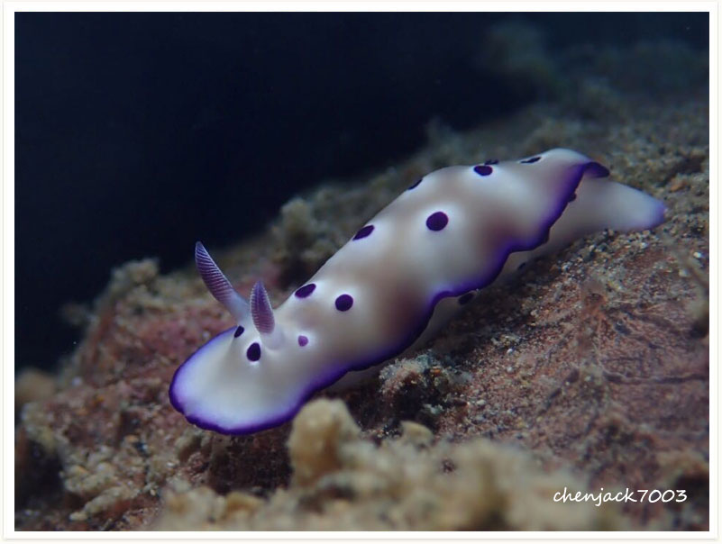 Hypselodoris tryoni