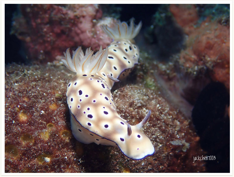 Hypselodoris tryoni