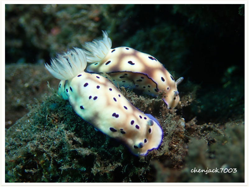 Hypselodoris tryoni