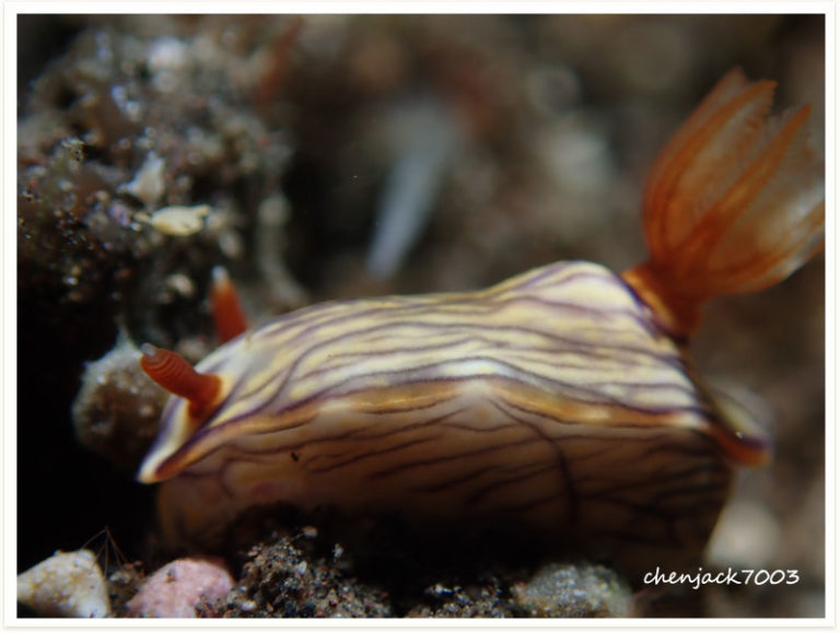 Hypselodoris zephyra