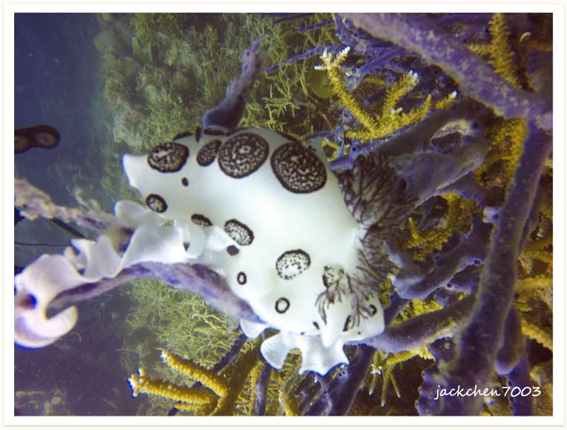 Jorunna funebris