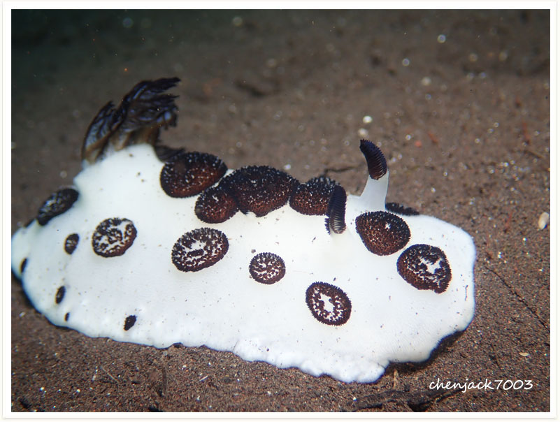 Jorunna funebris