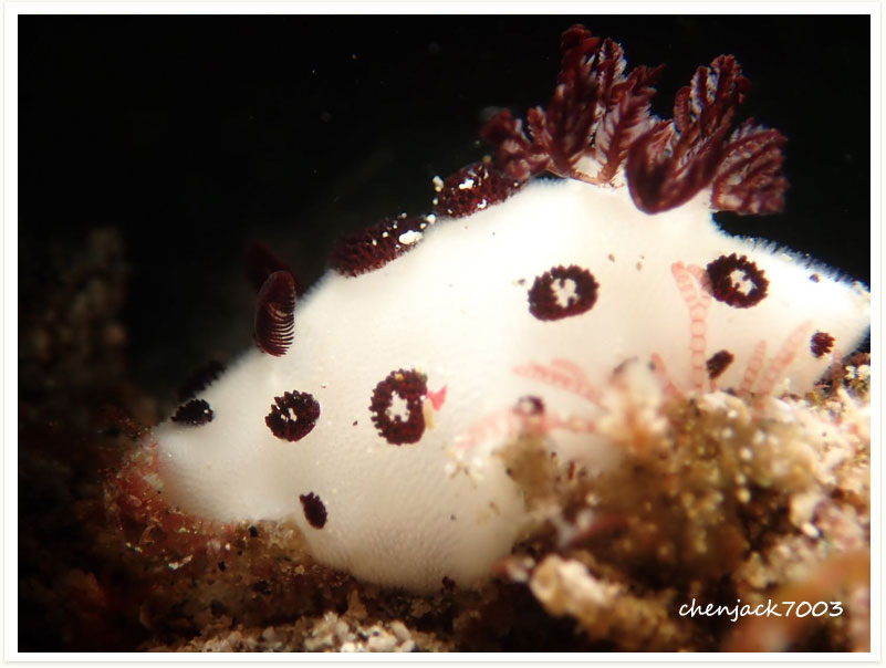 Jorunna funebris