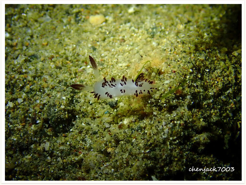 Jorunna funebris