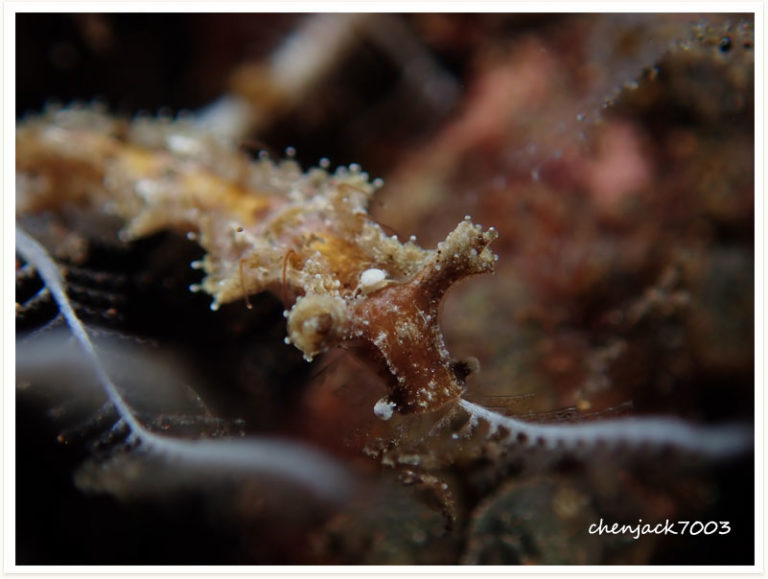 Lomanotus sp1