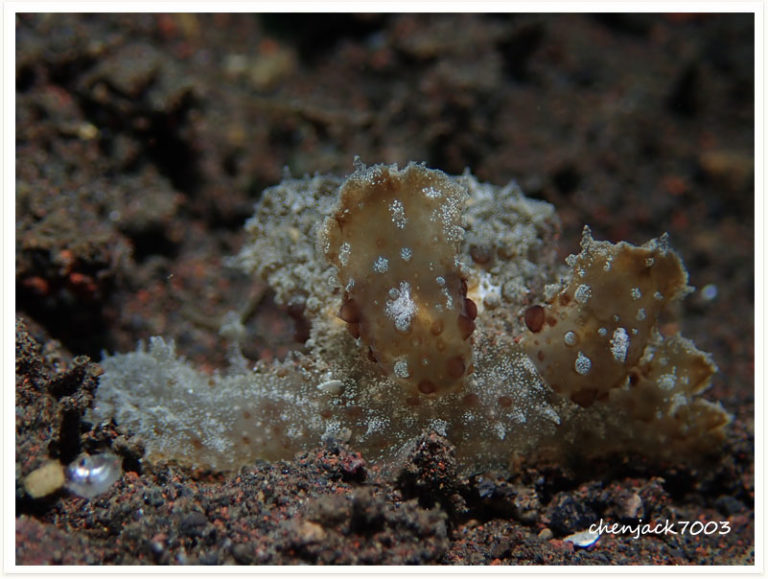 Melibe viridis