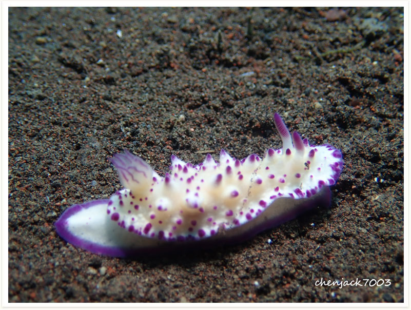 Mexichromis multituberculata
