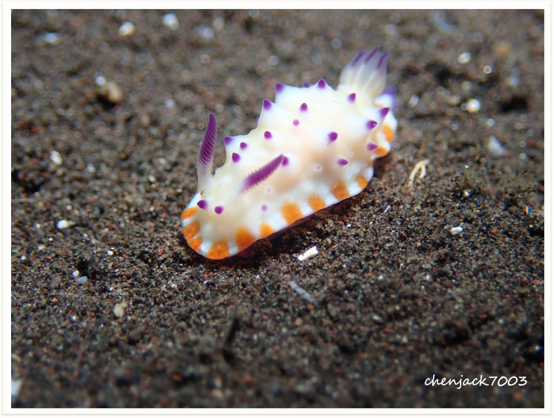Mexichromis multituberculata