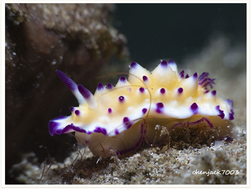 Mexichromis multituberculata