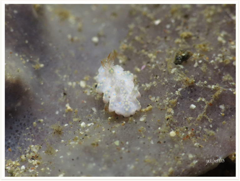 Miamira sinuata