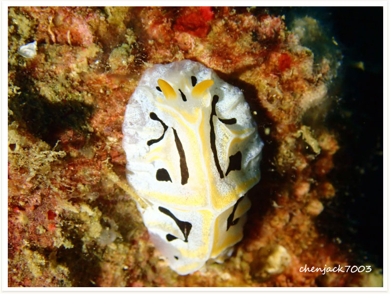 Reticulidia fungia