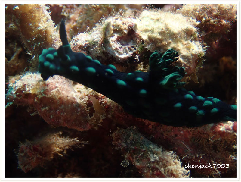Nembrotha cristata