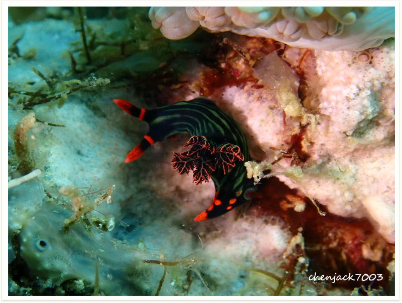 Nembrotha kubaryana