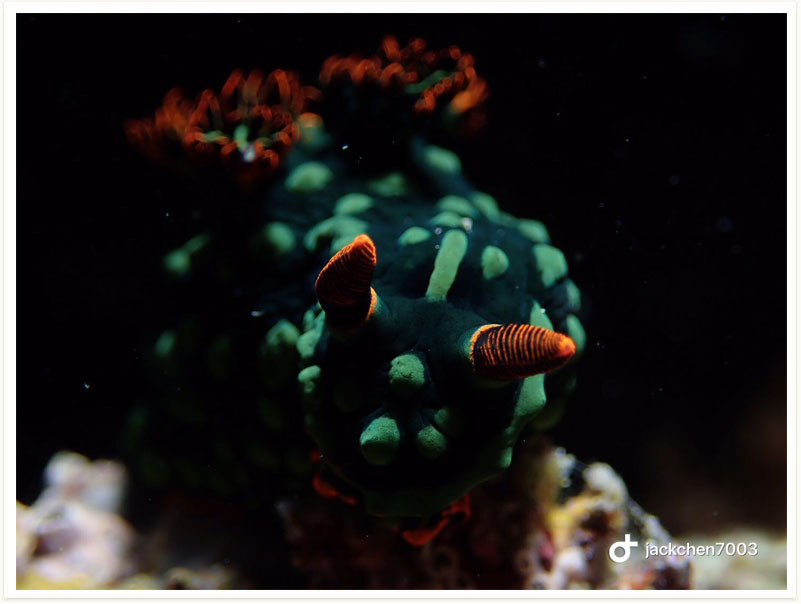Nembrotha kubaryana