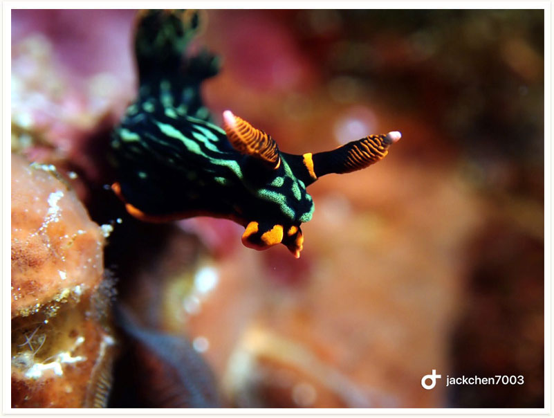 Nembrotha kubaryana