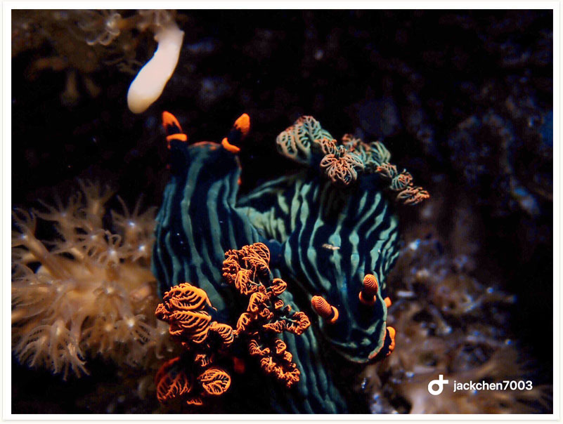 Nembrotha kubaryana