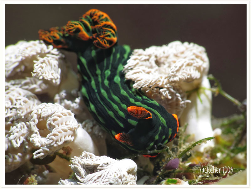Nembrotha kubaryana