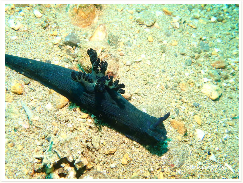 Nembrotha milleri