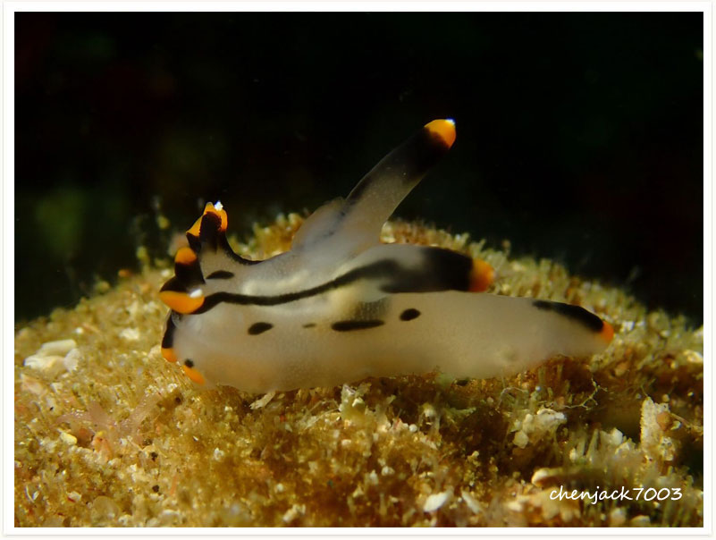 Thecacera picta