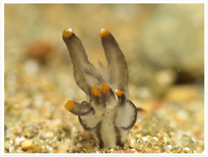 Thecacera picta