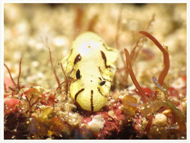 Paradoris sp