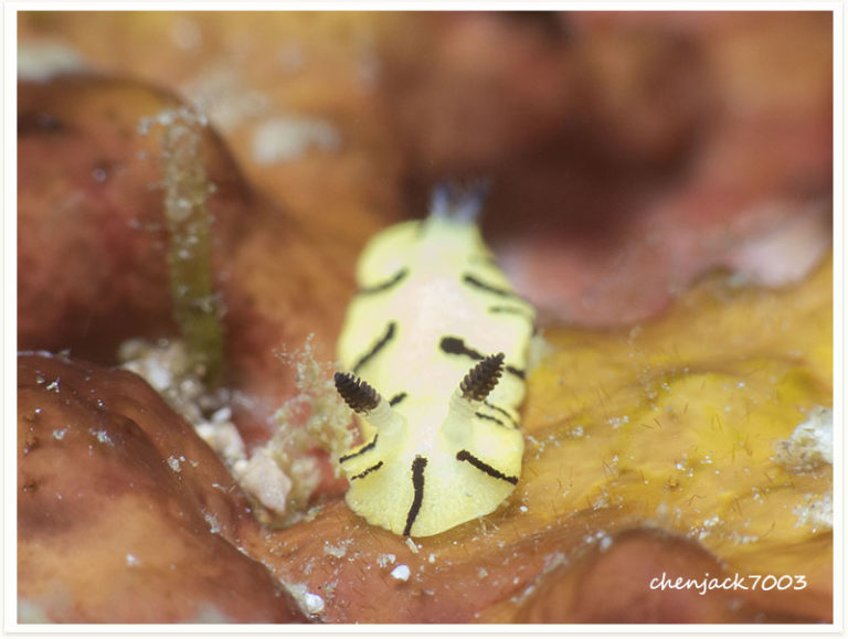 Paradoris sp