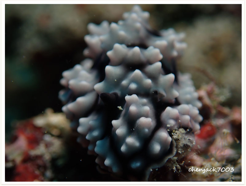 Phyllidiella cooraburrama