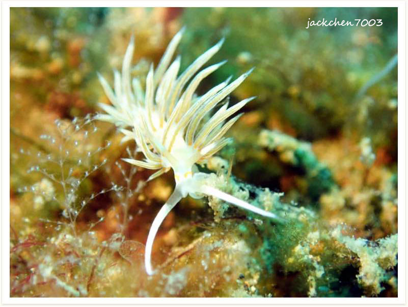 Phyllodesmium opalescens