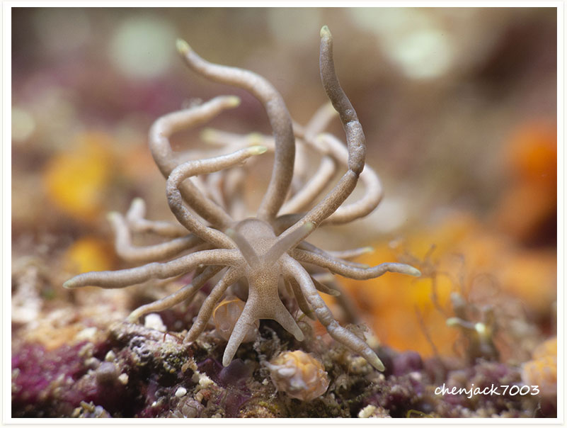 Phyllodesmium briareum