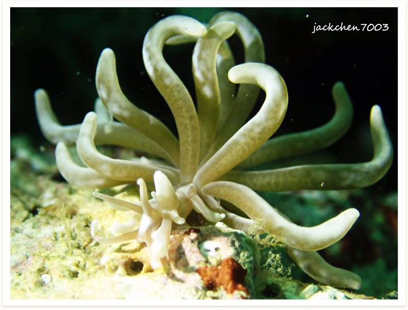 Phyllodesmium colemani