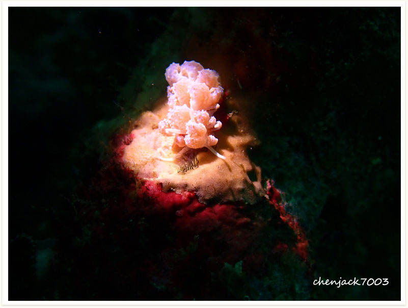 Phyllodesmium crypticum