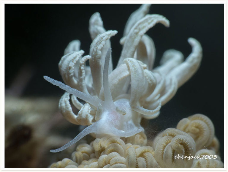 Phyllodesmium lembehense