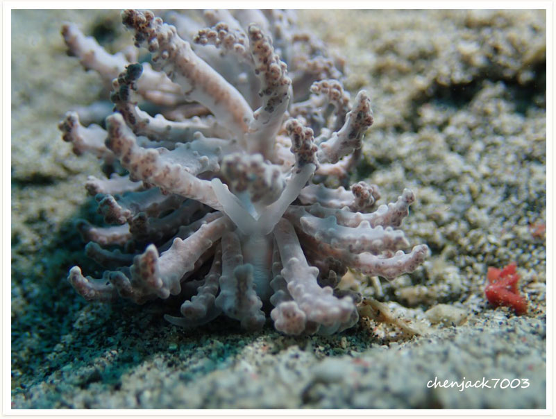 Phyllodesmium tuberculatum
