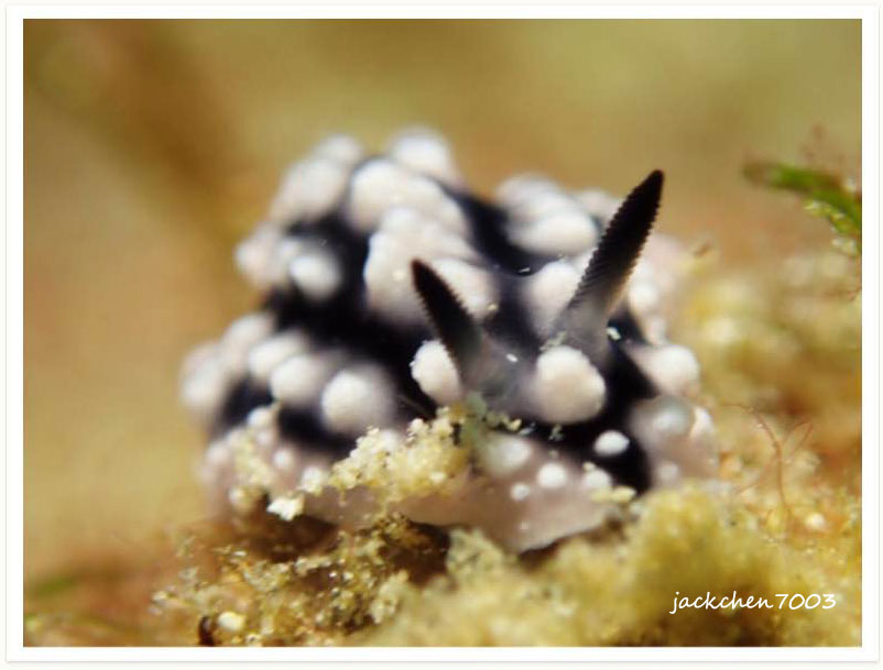 Phyllidiella cooraburrama