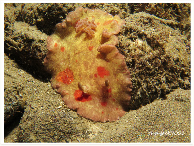 Platydoris formosa