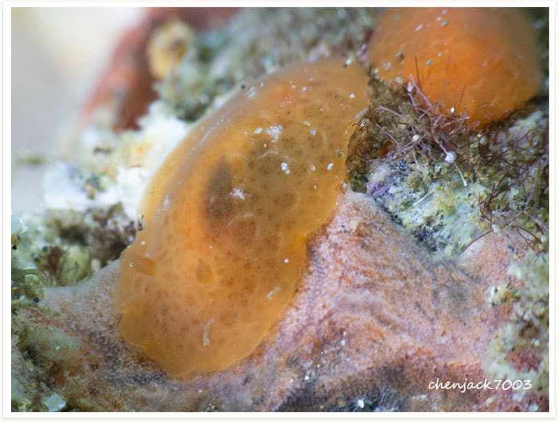 Platydoris sp1