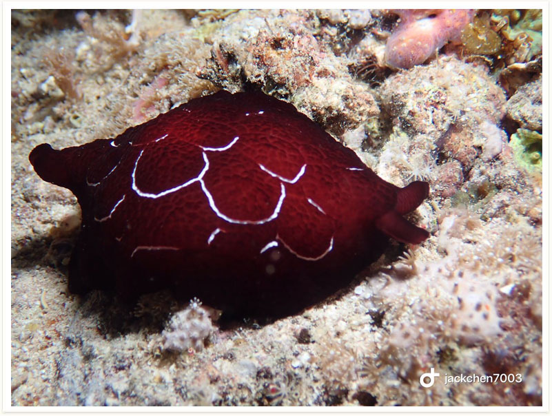 Pleurobranchus forskalii