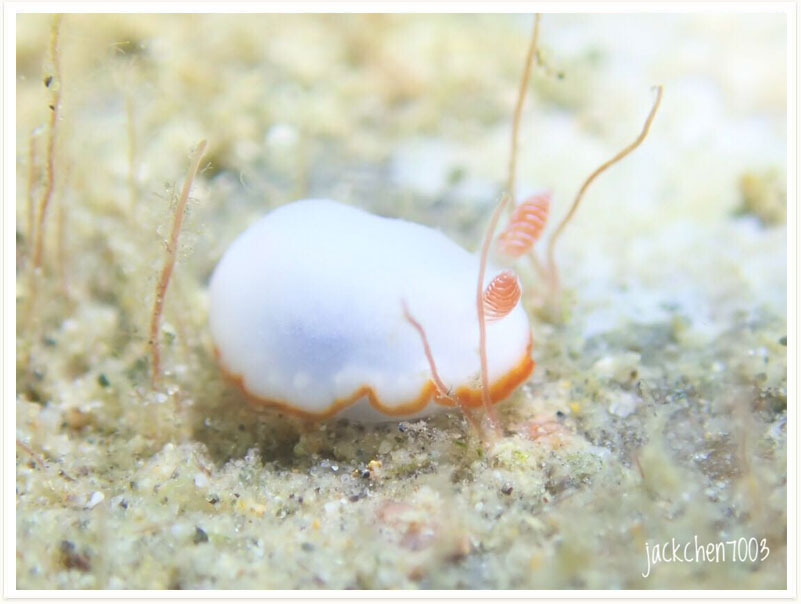 Goniobranchus verrieri