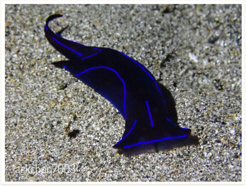Chelidonura varians